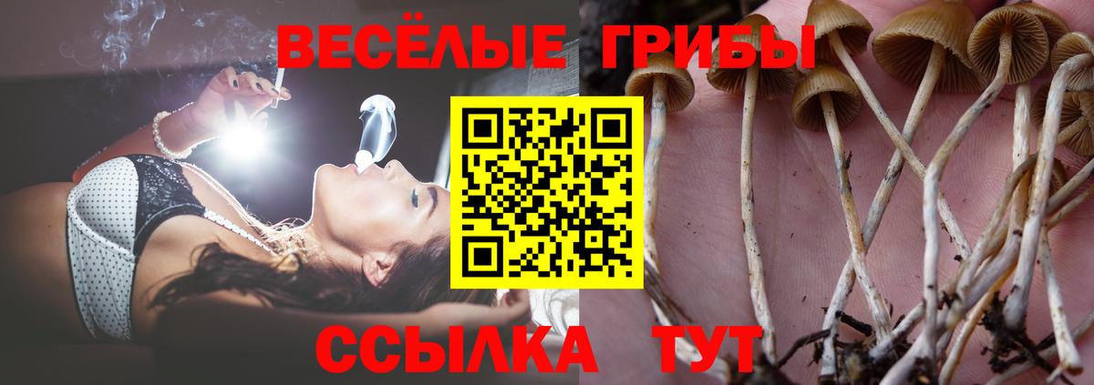 Красный Сулин  Псилоцибиновые грибы Cubensis  Вход с VPN 